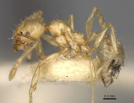 Pheidole litigiosa specimen CASENT0923196 image casent0923196_4