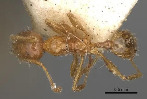Pheidole litigiosa specimen CASENT0923210 image casent0923210_1