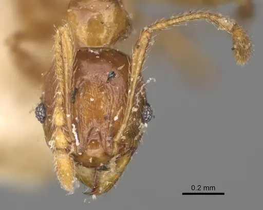 Pheidole litigiosa specimen CASENT0923210 image casent0923210_2