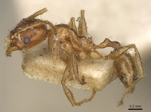 Pheidole litigiosa specimen CASENT0923210 image casent0923210_3