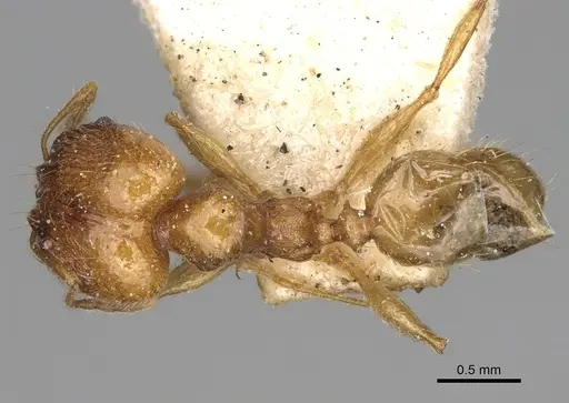 Pheidole litigiosa specimen CASENT0923211 image casent0923211_1