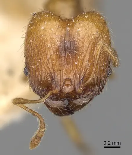 Pheidole litigiosa specimen CASENT0923211 image casent0923211_2