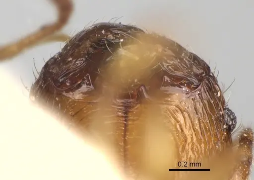 Pheidole litigiosa specimen CASENT0923211 image casent0923211_3