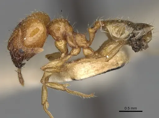 Pheidole litigiosa specimen CASENT0923211 image casent0923211_4
