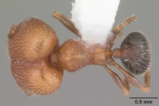 Pheidole littoralis specimen CASENT0104404 image casent0104404_1