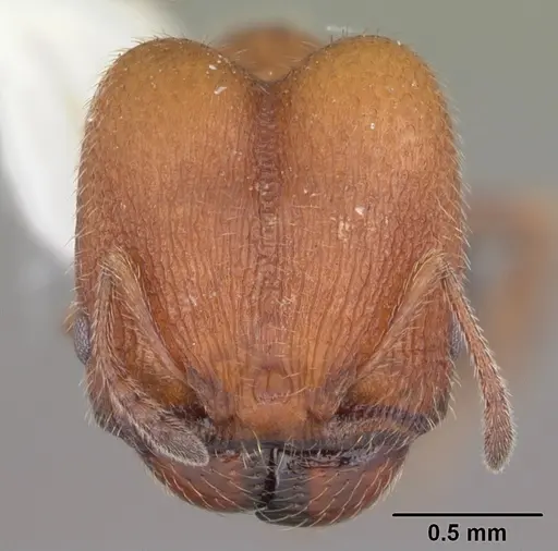 Pheidole littoralis specimen CASENT0104404 image casent0104404_2