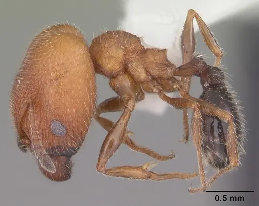 Pheidole littoralis specimen CASENT0104404 image casent0104404_3