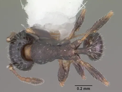 Pheidole littoralis specimen CASENT0104405 image casent0104405_1