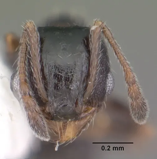 Pheidole littoralis specimen CASENT0104405 image casent0104405_2