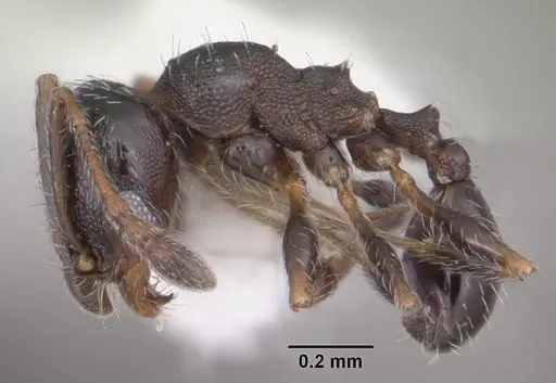 Pheidole littoralis specimen CASENT0104405 image casent0104405_3