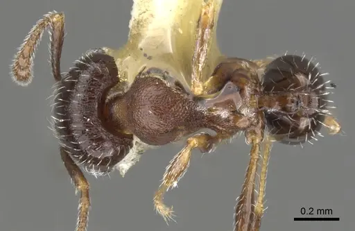 Pheidole littoralis specimen CASENT0901557 image casent0901557_1