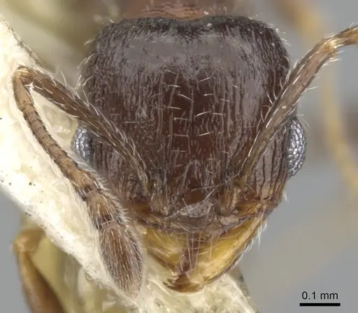 Pheidole littoralis specimen CASENT0901557 image casent0901557_2