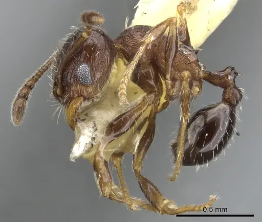 Pheidole littoralis specimen CASENT0901557 image casent0901557_3