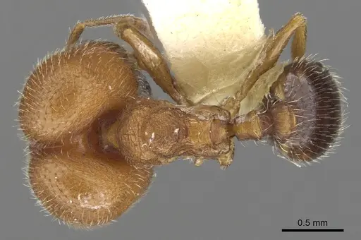 Pheidole littoralis specimen CASENT0901558 image casent0901558_1