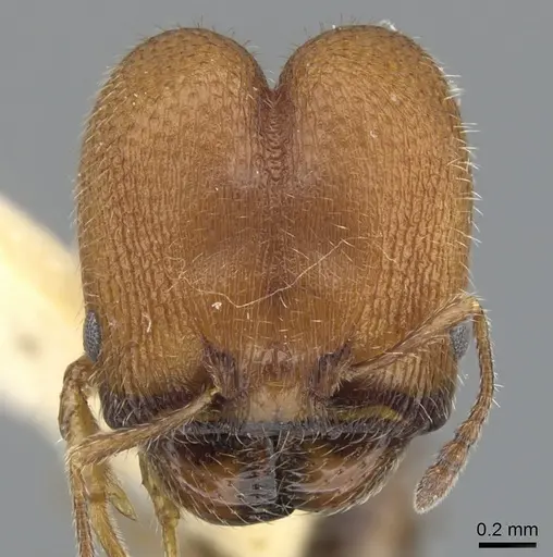 Pheidole littoralis specimen CASENT0901558 image casent0901558_2