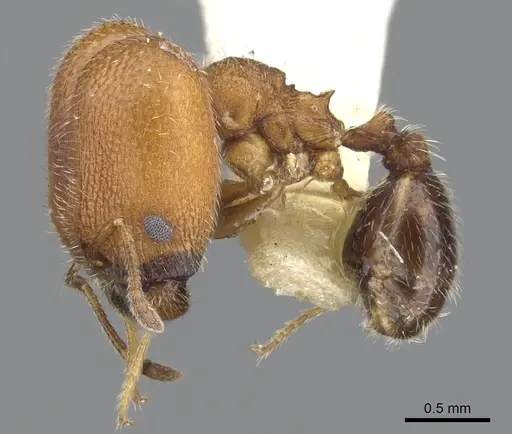 Pheidole littoralis specimen CASENT0901558 image casent0901558_3