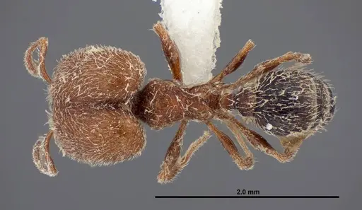 Pheidole littoralis specimen FMNHINS0000062820 image fmnhins0000062820_1