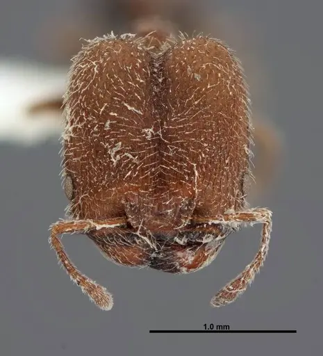 Pheidole littoralis specimen FMNHINS0000062820 image fmnhins0000062820_2