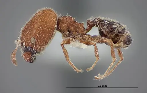 Pheidole littoralis specimen FMNHINS0000062820 image fmnhins0000062820_3