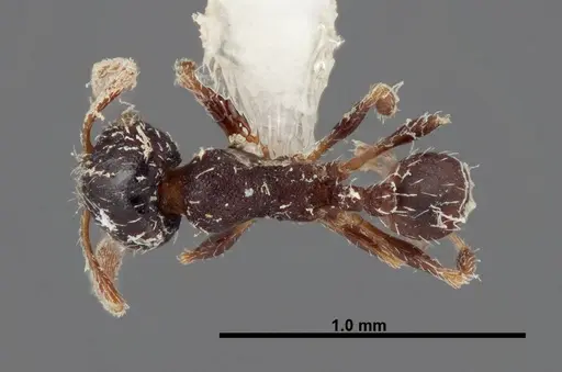 Pheidole littoralis specimen FMNHINS0000062822 image fmnhins0000062822_1