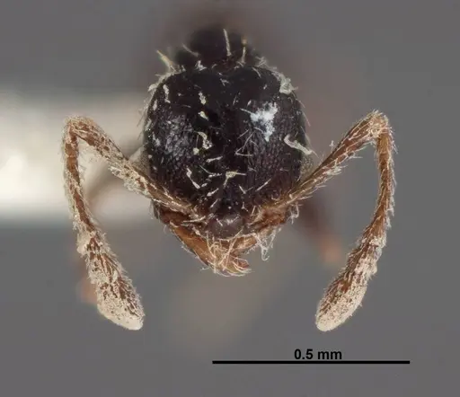 Pheidole littoralis specimen FMNHINS0000062822 image fmnhins0000062822_2