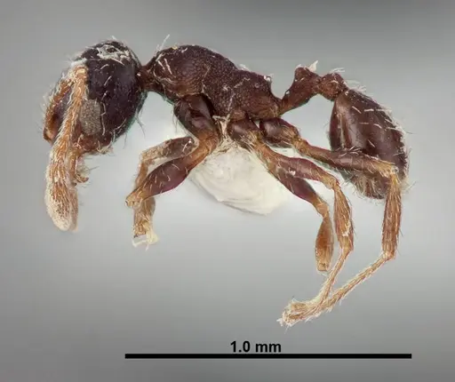 Pheidole littoralis specimen FMNHINS0000062822 image fmnhins0000062822_3