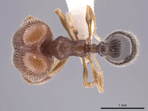 Pheidole littoralis specimen JTLC000013743 image jtlc000013743_1