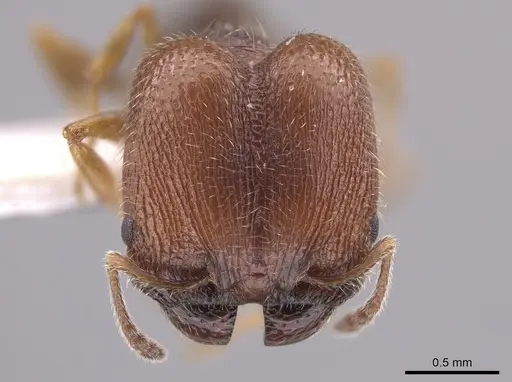 Pheidole littoralis specimen JTLC000013743 image jtlc000013743_2