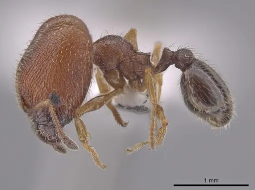 Pheidole littoralis specimen JTLC000013743 image jtlc000013743_3
