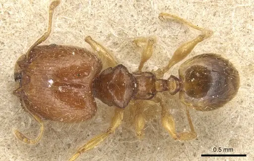 Pheidole lobulata specimen CASENT0904284 image casent0904284_1