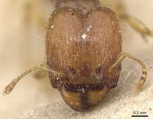 Pheidole lobulata specimen CASENT0904284 image casent0904284_2