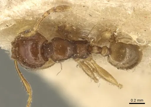 Pheidole lobulata specimen CASENT0904285 image casent0904285_1