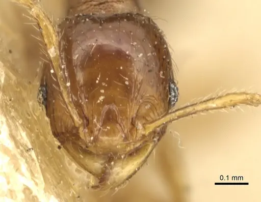 Pheidole lobulata specimen CASENT0904285 image casent0904285_2