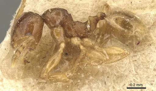 Pheidole lobulata specimen CASENT0904285 image casent0904285_3