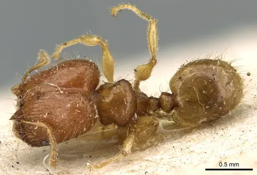 Pheidole lobulata specimen CASENT0906641 image casent0906641_1