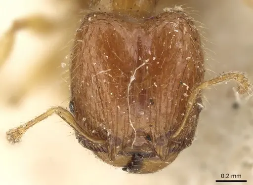 Pheidole lobulata specimen CASENT0906641 image casent0906641_2