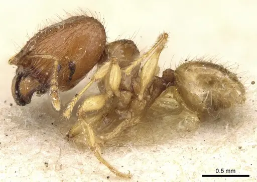 Pheidole lobulata specimen CASENT0906641 image casent0906641_3