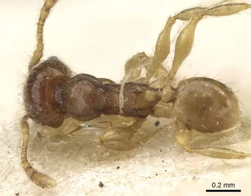 Pheidole lobulata specimen CASENT0906642 image casent0906642_1