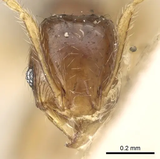 Pheidole lobulata specimen CASENT0906642 image casent0906642_2