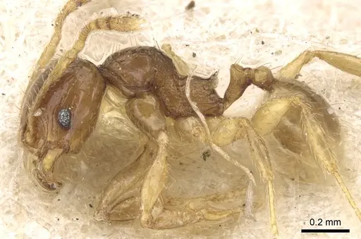 Pheidole lobulata specimen CASENT0906642 image casent0906642_3