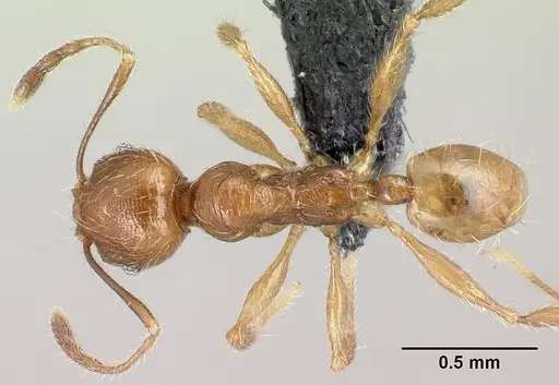 Pheidole loki specimen CASENT0059114 image casent0059114_1