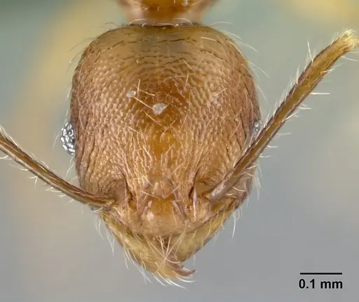 Pheidole loki specimen CASENT0059114 image casent0059114_2
