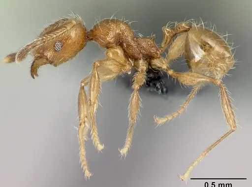 Pheidole loki specimen CASENT0059114 image casent0059114_3