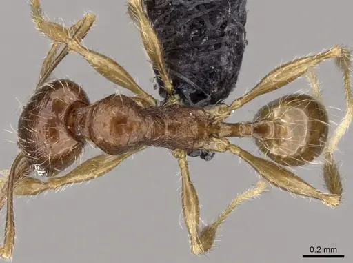Pheidole loki specimen CASENT0059150 image casent0059150_1