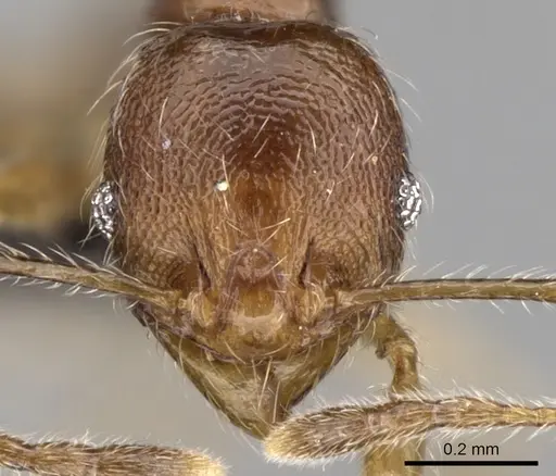 Pheidole loki specimen CASENT0059150 image casent0059150_2