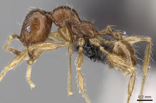 Pheidole loki specimen CASENT0059150 image casent0059150_3