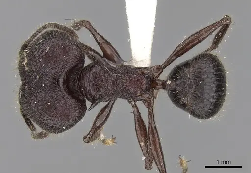 Pheidole lokitae specimen CASENT0281702 image casent0281702_1
