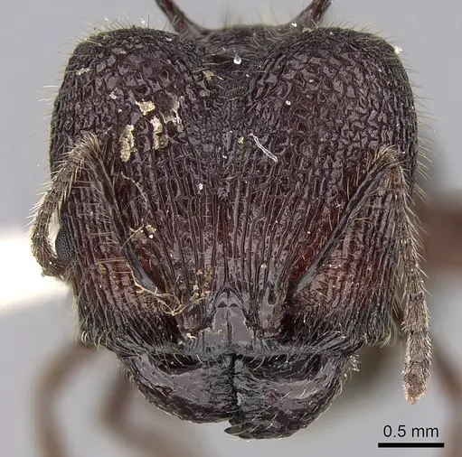 Pheidole lokitae specimen CASENT0281702 image casent0281702_2