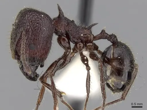 Pheidole lokitae specimen CASENT0281702 image casent0281702_3