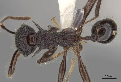 Pheidole lokitae specimen CASENT0281703 image casent0281703_1